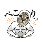 キジトラねこ「つな」（個別スタンプ：20）