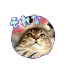 キジトラねこ「つな」（個別スタンプ：23）