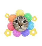 キジトラねこ「つな」（個別スタンプ：24）
