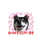動く姫ちゃん夢ちゃん6（個別スタンプ：11）