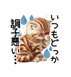 ずっと使える♥ネガティブねこスタンプ③（個別スタンプ：5）