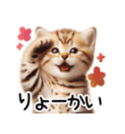ずっと使える♥ネガティブねこスタンプ③（個別スタンプ：25）