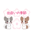 ちびパピヨン16【春】（個別スタンプ：12）
