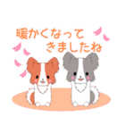 ちびパピヨン16【春】（個別スタンプ：17）