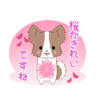 ちびパピヨン16【春】（個別スタンプ：20）