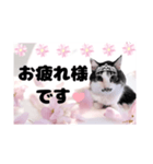 春♥猫♥文字大きめ♥日常♥敬語等♥（個別スタンプ：1）