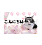 春♥猫♥文字大きめ♥日常♥敬語等♥（個別スタンプ：2）