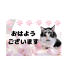 春♥猫♥文字大きめ♥日常♥敬語等♥（個別スタンプ：3）