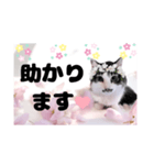 春♥猫♥文字大きめ♥日常♥敬語等♥（個別スタンプ：5）
