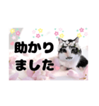 春♥猫♥文字大きめ♥日常♥敬語等♥（個別スタンプ：6）