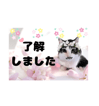 春♥猫♥文字大きめ♥日常♥敬語等♥（個別スタンプ：7）