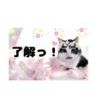 春♥猫♥文字大きめ♥日常♥敬語等♥（個別スタンプ：8）