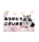春♥猫♥文字大きめ♥日常♥敬語等♥（個別スタンプ：9）