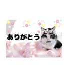 春♥猫♥文字大きめ♥日常♥敬語等♥（個別スタンプ：10）