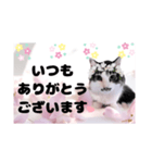 春♥猫♥文字大きめ♥日常♥敬語等♥（個別スタンプ：11）