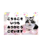 春♥猫♥文字大きめ♥日常♥敬語等♥（個別スタンプ：12）