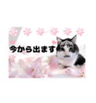 春♥猫♥文字大きめ♥日常♥敬語等♥（個別スタンプ：13）