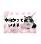 春♥猫♥文字大きめ♥日常♥敬語等♥（個別スタンプ：14）