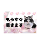 春♥猫♥文字大きめ♥日常♥敬語等♥（個別スタンプ：15）