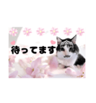 春♥猫♥文字大きめ♥日常♥敬語等♥（個別スタンプ：16）