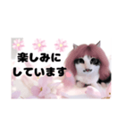 春♥猫♥文字大きめ♥日常♥敬語等♥（個別スタンプ：17）