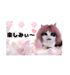 春♥猫♥文字大きめ♥日常♥敬語等♥（個別スタンプ：18）