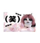 春♥猫♥文字大きめ♥日常♥敬語等♥（個別スタンプ：21）