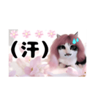 春♥猫♥文字大きめ♥日常♥敬語等♥（個別スタンプ：24）
