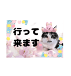 春♥猫♥文字大きめ♥日常♥敬語等♥（個別スタンプ：25）