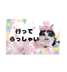 春♥猫♥文字大きめ♥日常♥敬語等♥（個別スタンプ：26）