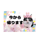 春♥猫♥文字大きめ♥日常♥敬語等♥（個別スタンプ：27）