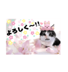 春♥猫♥文字大きめ♥日常♥敬語等♥（個別スタンプ：29）