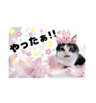春♥猫♥文字大きめ♥日常♥敬語等♥（個別スタンプ：30）