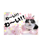 春♥猫♥文字大きめ♥日常♥敬語等♥（個別スタンプ：31）
