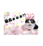 春♥猫♥文字大きめ♥日常♥敬語等♥（個別スタンプ：32）