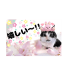 春♥猫♥文字大きめ♥日常♥敬語等♥（個別スタンプ：33）