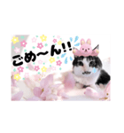 春♥猫♥文字大きめ♥日常♥敬語等♥（個別スタンプ：34）