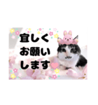 春♥猫♥文字大きめ♥日常♥敬語等♥（個別スタンプ：35）