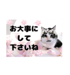春♥猫♥文字大きめ♥日常♥敬語等♥（個別スタンプ：37）