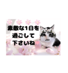 春♥猫♥文字大きめ♥日常♥敬語等♥（個別スタンプ：38）