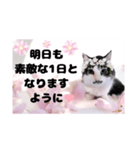 春♥猫♥文字大きめ♥日常♥敬語等♥（個別スタンプ：39）