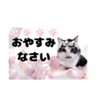 春♥猫♥文字大きめ♥日常♥敬語等♥（個別スタンプ：40）