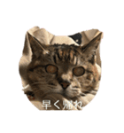 さくらのできごと（個別スタンプ：7）