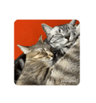 吾輩も猫である。（個別スタンプ：1）