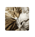 吾輩も猫である。（個別スタンプ：2）