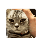 吾輩も猫である。（個別スタンプ：3）