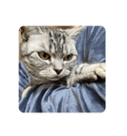 吾輩も猫である。（個別スタンプ：5）