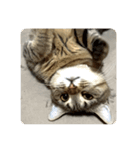吾輩も猫である。（個別スタンプ：6）