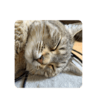 吾輩も猫である。（個別スタンプ：7）