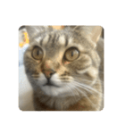 吾輩も猫である。（個別スタンプ：8）